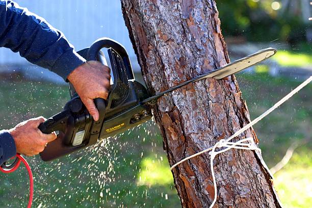 How Our Tree Care Process Works  in  Jarrell, TX